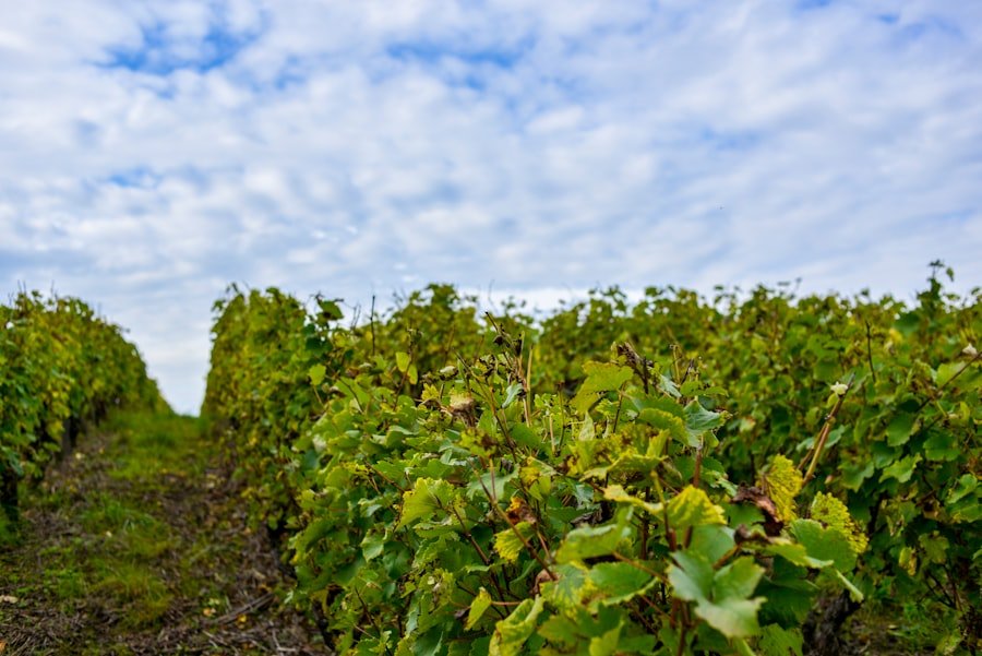 Photo emploi saisonnier